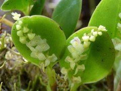 Stelis morganii