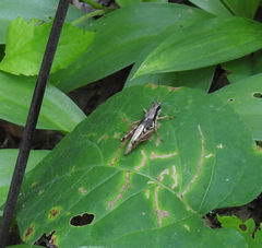 Melanoplus mancus