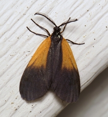 Pyromorpha dimidiata