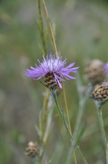 Centaurea jacea substituta