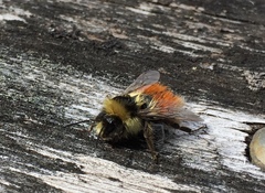 Bombus lapponicus