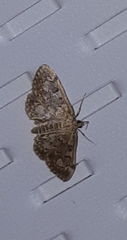 Anania coronata