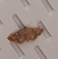Anania coronata