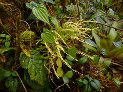 Stelis pusilla