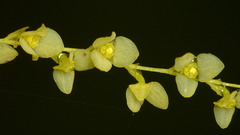 Stelis pusilla