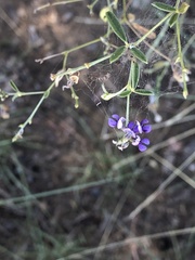 Pediomelum tenuiflorum