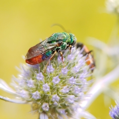 Parnopes grandior