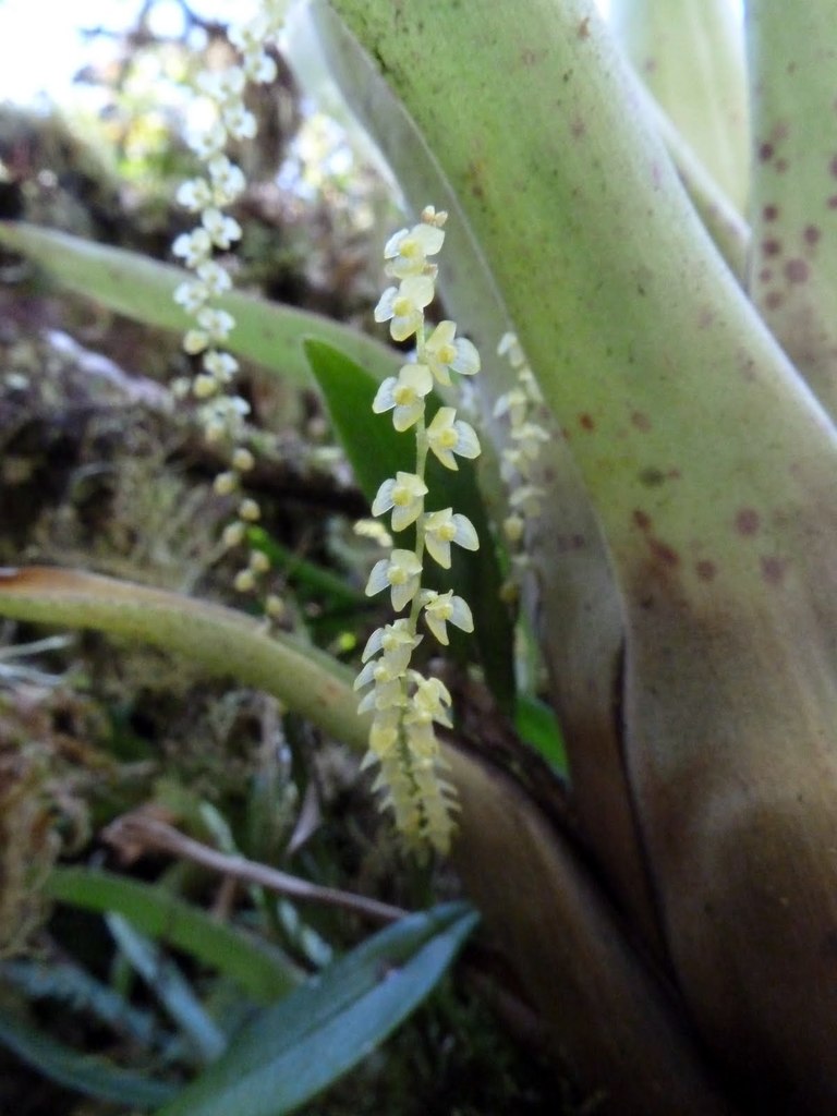 Stélis miniature (Stelis sp.)