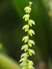 Stelis spathulata