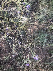 Pediomelum tenuiflorum
