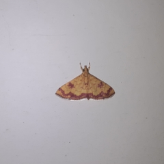 Isocentris filalis