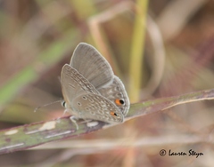 Euchrysops malathana