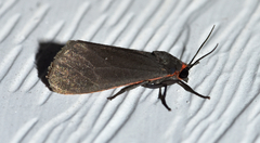 Virbia laeta