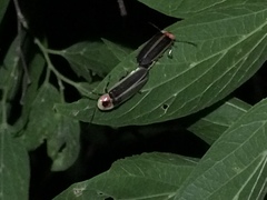 Photinus pyralis