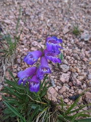 Penstemon hallii