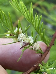 Taxodiomyia