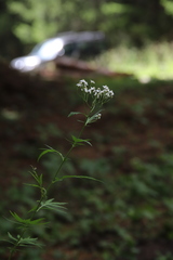 Achillea macrophylla