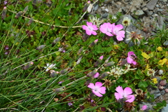 Dianthus deltoides