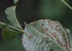 Sphaerulina cornicola