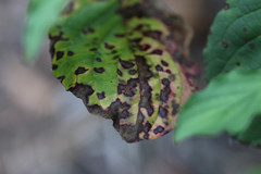 Sphaerulina cornicola