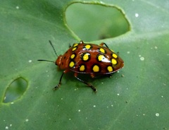 Iphiclus sedecimmaculatus