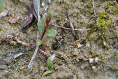 Bembidion punctulatum