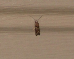 Nyctegretis lineana