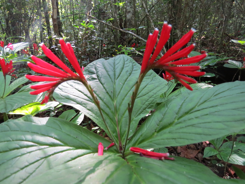 Brilliant Spigelia