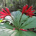 Brilliant Spigelia - Photo (c) Edith Belén Jiménez Díaz, some rights reserved (CC BY-NC), uploaded by Edith Belén Jiménez Díaz