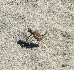 Cicindela