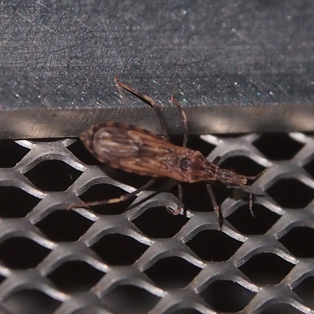 Aulacogenia errabunda