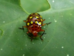 Iphiclus sedecimmaculatus