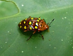 Iphiclus sedecimmaculatus