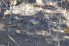 Emberiza cabanisi orientalis