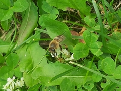 Apis mellifera