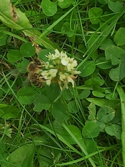 Apis mellifera