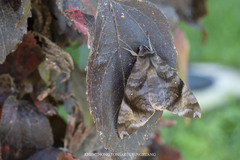 Acosmeryx pseudonaga