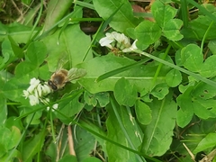 Apis mellifera