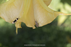 Macotasa nubeculoides