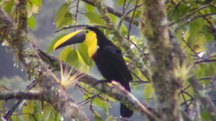 Choco Toucan photo 4
