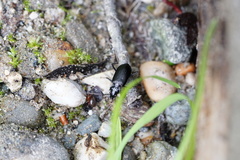 Nebria rufescens