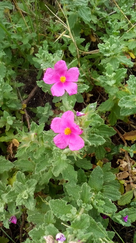 curly rockrose