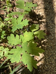 Stylophorum diphyllum