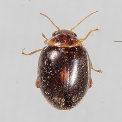 Scirtes orbiculatus