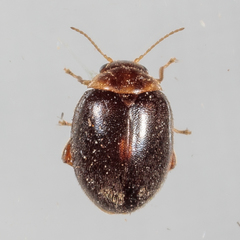 Scirtes orbiculatus