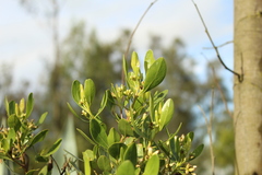 Baccharis nitida