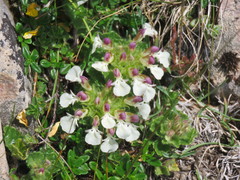 Teucrium pyrenaicum