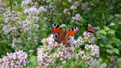 Aglais io