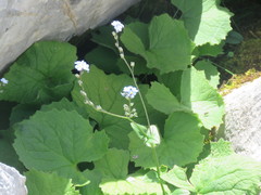 Myosotis alpestris