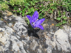 Campanula arvatica